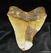 Nearly Inch Megalodon Tooth From SC #840-2